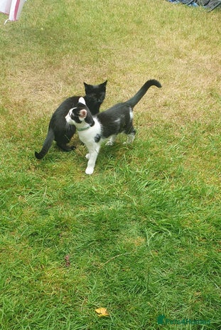 Mixed Breed cats in Poole - Advert 2