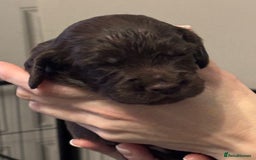 Sprocker dogs for sale: Sprocker puppies - Advert 3