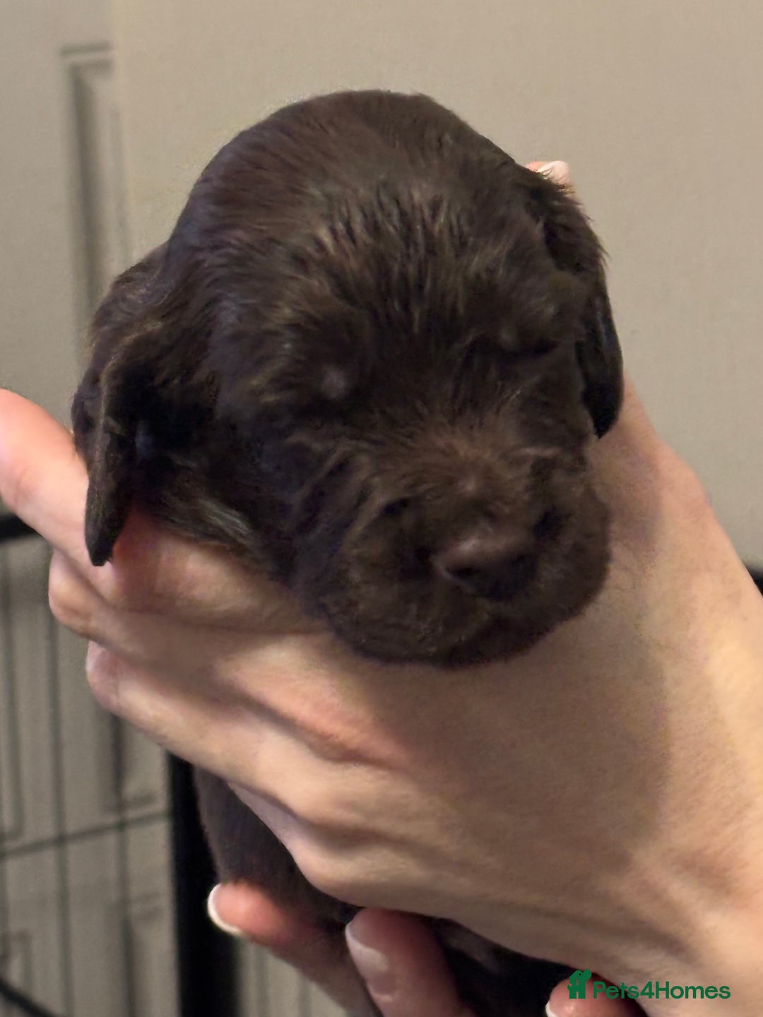 Sprocker dogs for sale: Sprocker puppies - Advert 3