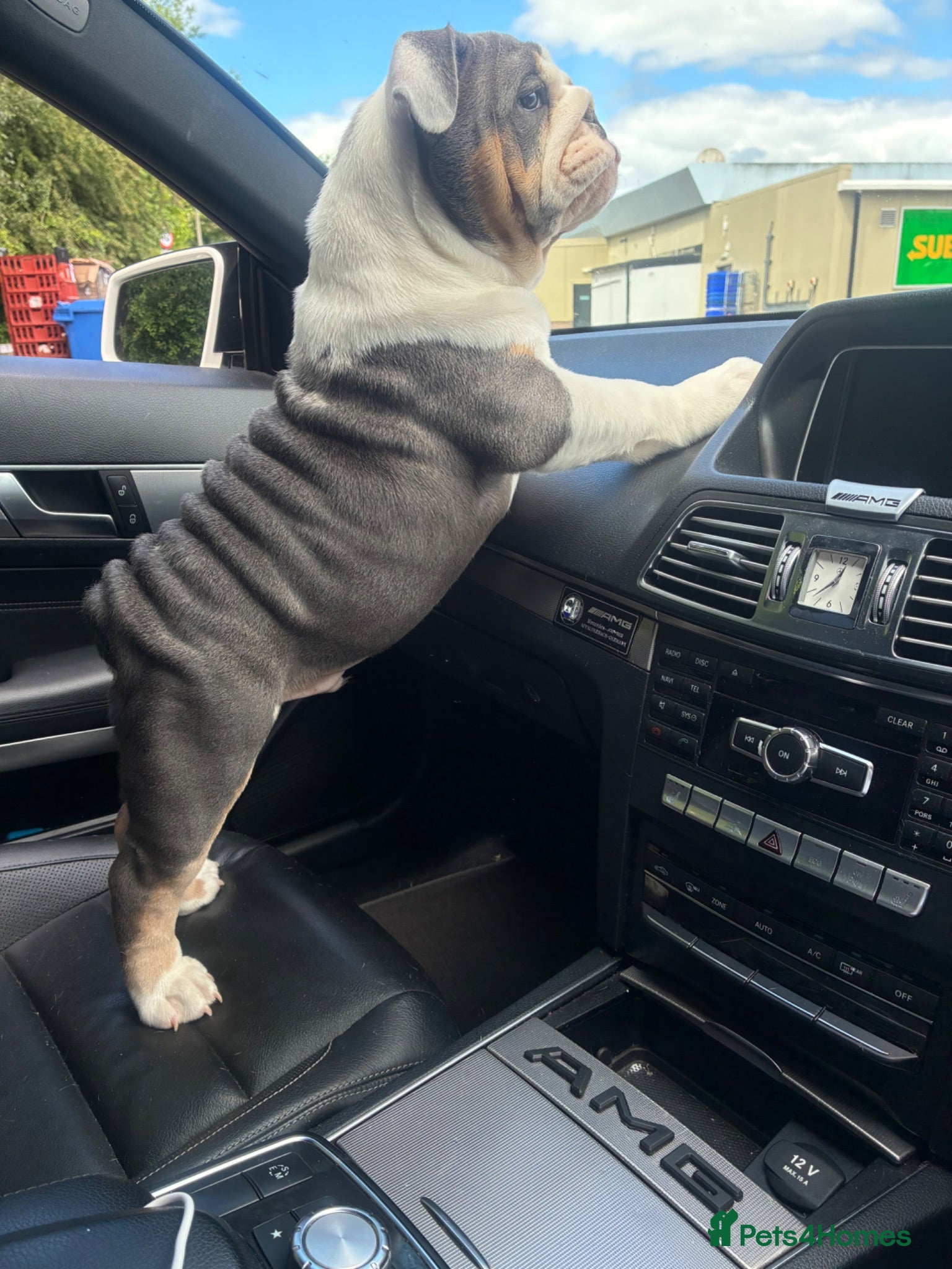 English Bulldog dogs English bulldog puppy  - Advert 1