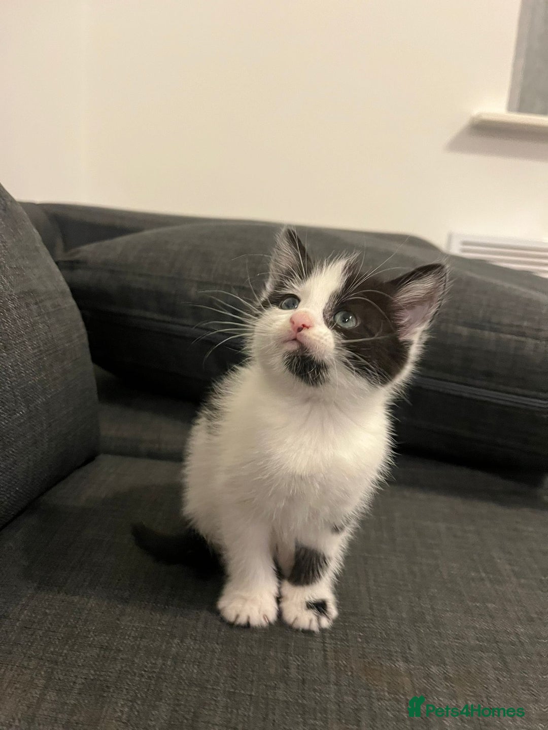 British Shorthair cats for sale: Beautiful playful kittens  - Advert 2