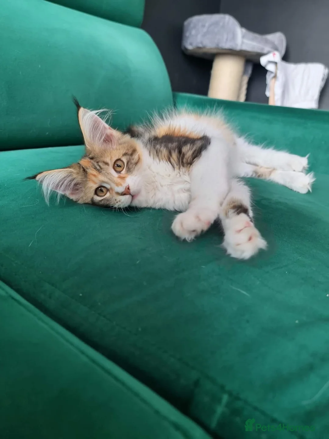 Maine Coon cats for sale: Last maine coon kitten - Advert 2