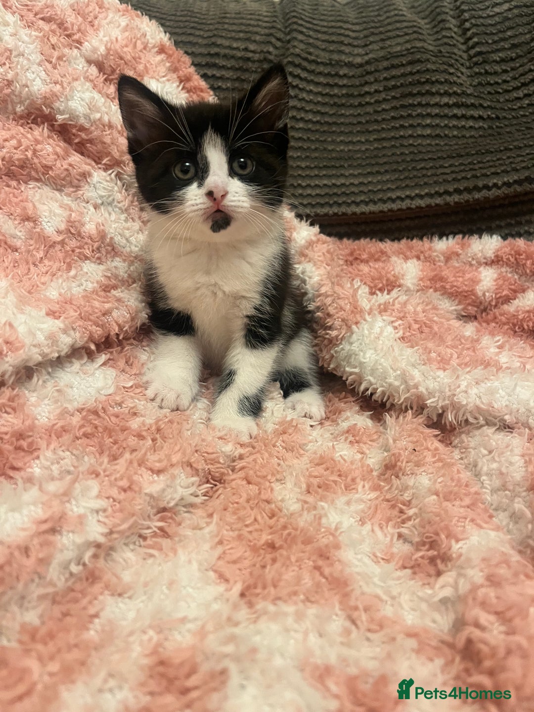Mixed Breed cats for sale: 5 beautiful kittens looking for forever home  - Image 9