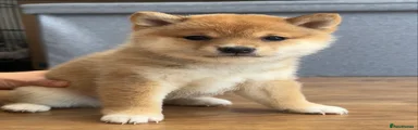 Japanese Shiba Inu Puppy 1