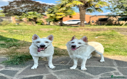 German Shepherd dogs for sale: Beautiful KC Registered White German Shepherd - Image 4