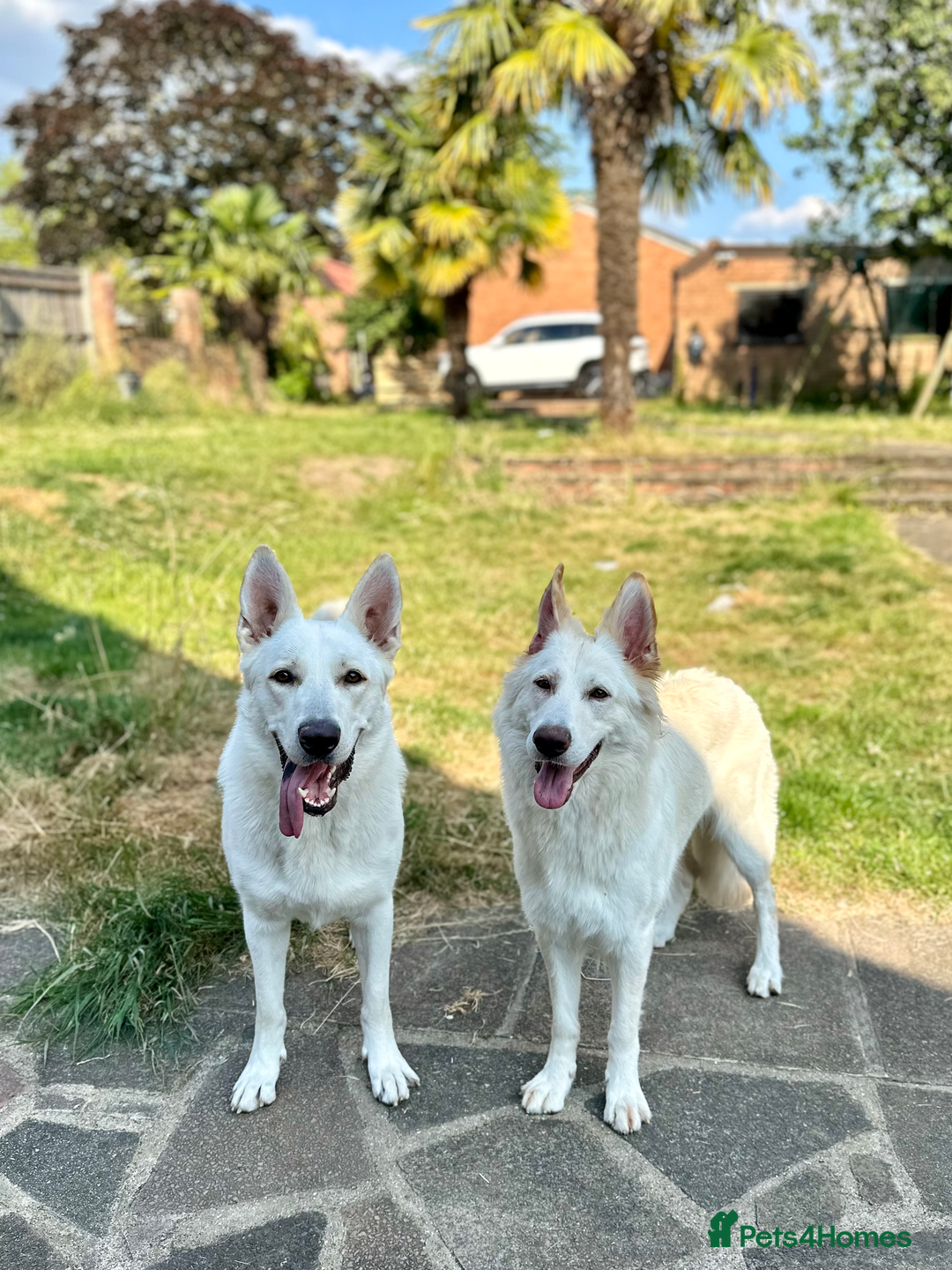 German Shepherd dogs for sale: Beautiful KC Registered White German Shepherd - Image 4
