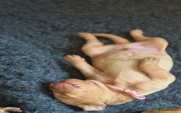 Hungarian Vizsla dogs for sale: Hungarian Vizsla Puppies - Outstanding Pedigree  - Advert 20