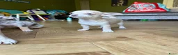 Chihuahua dogs for sale: READY NOW - 2 BOYS LEFT!! - Advert 11