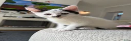 Mixed Breed cats for sale: Mixed Breed Kittens - Advert 10