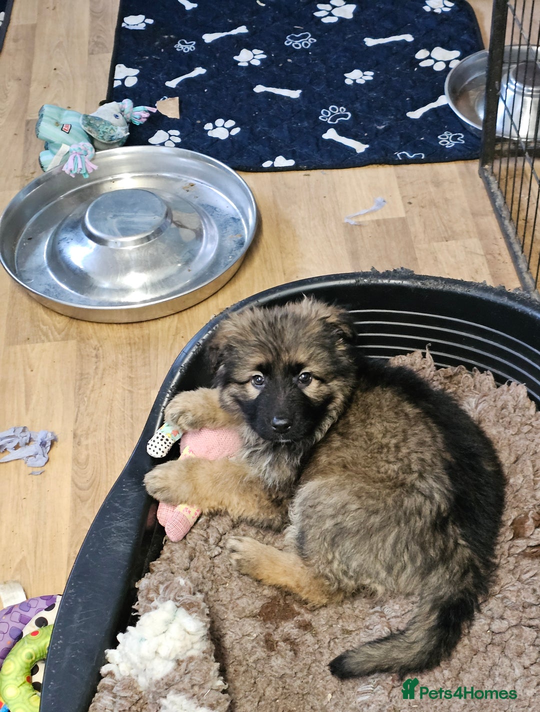 German Shepherd dogs for sale: German Shepherd puppies Kc registered  - Advert 18