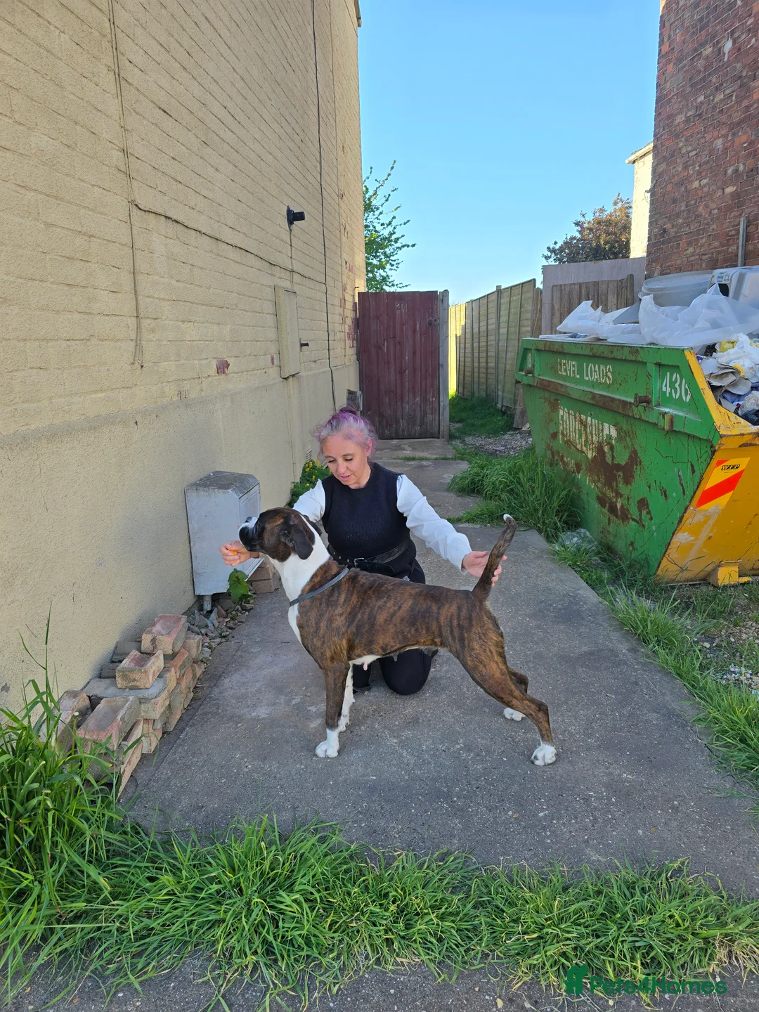 Boxer dogs for sale: 2 Stunning KC Brindle Boxer Bitches available.  - Advert 10