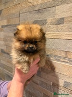 Pomeranian dogs Gorgeous Female Poms ☺️ - Advert 3