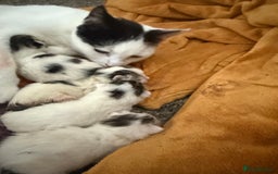 Domestic Shorthair cats for sale: 🐾 Kittens for Sale – White & Tabby 🐾 - Image 9