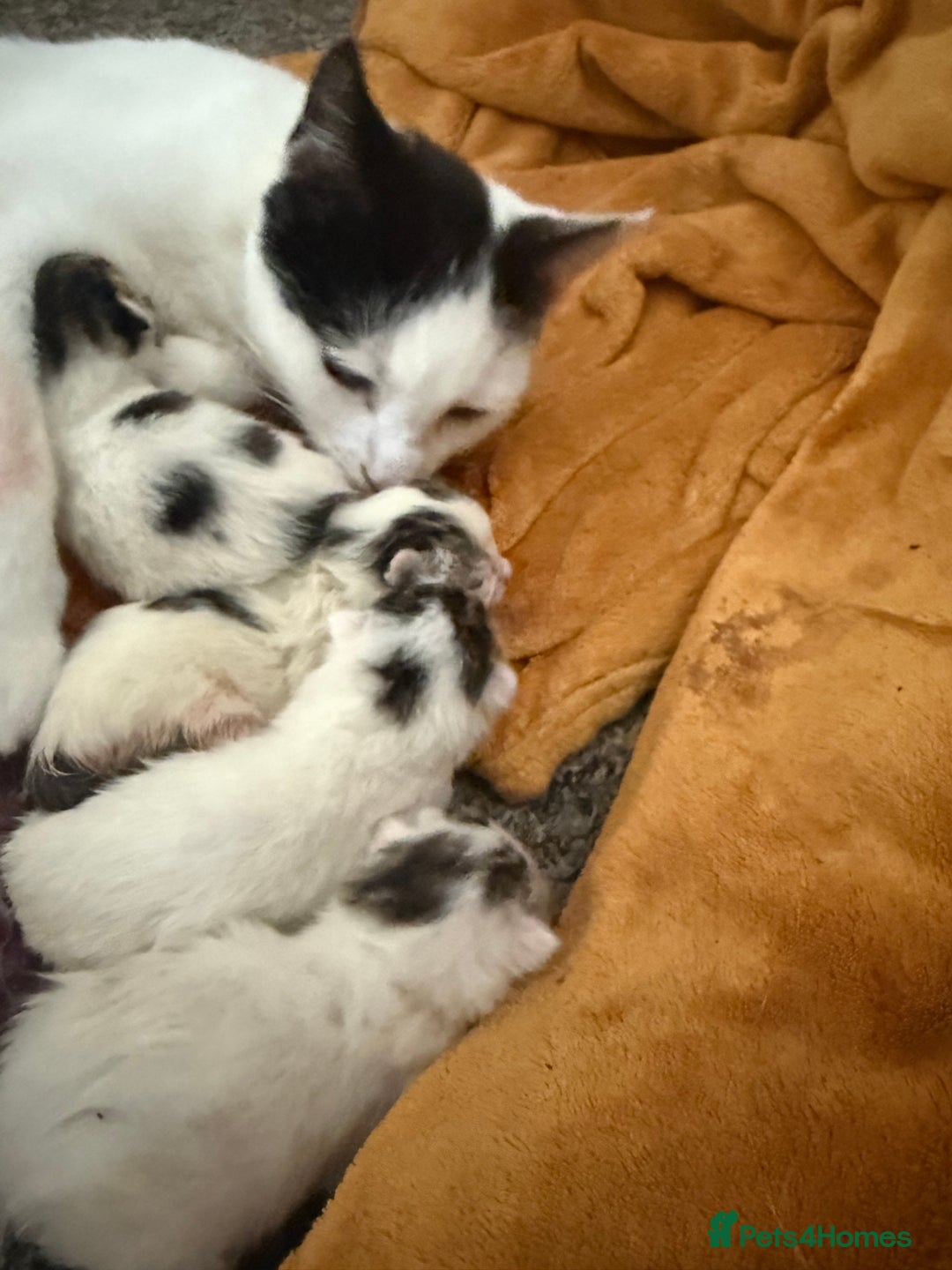 Domestic Shorthair cats for sale: 🐾 Kittens for Sale – White & Tabby 🐾 - Image 9
