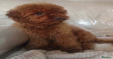 Cavapoo dogs - Advert 7