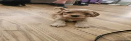 Mixed Breed dogs for sale: Female Cavapoochon puppies in Merthyr Tydfil - Advert 3