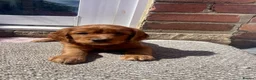 Cocker Spaniel dogs for sale: 7 cocker spaniel pups  - Advert 7