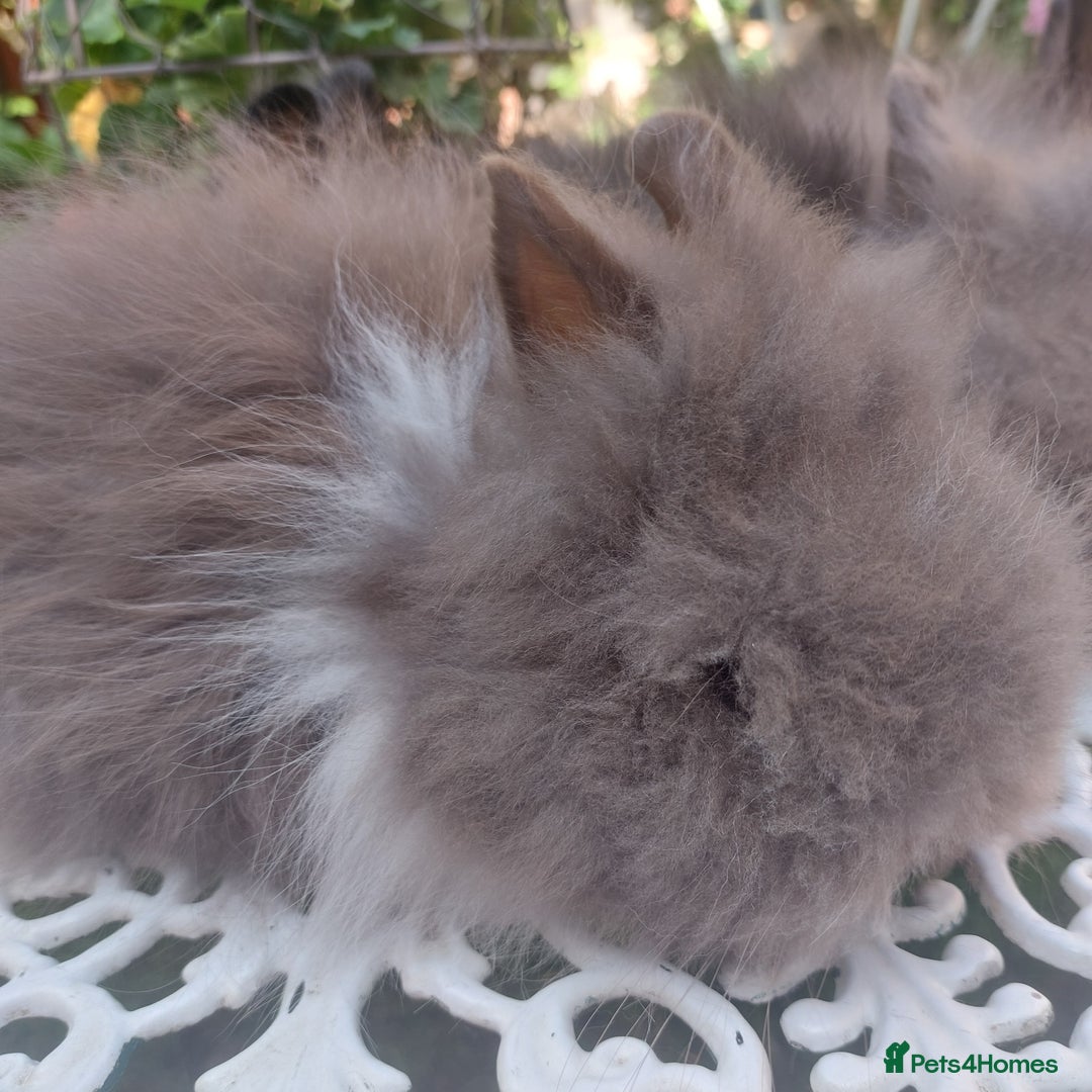 Mini Lop rabbits for sale: PUREBRED DOUBLE/ TEDDY LION HEAD BABIES  - Image 2