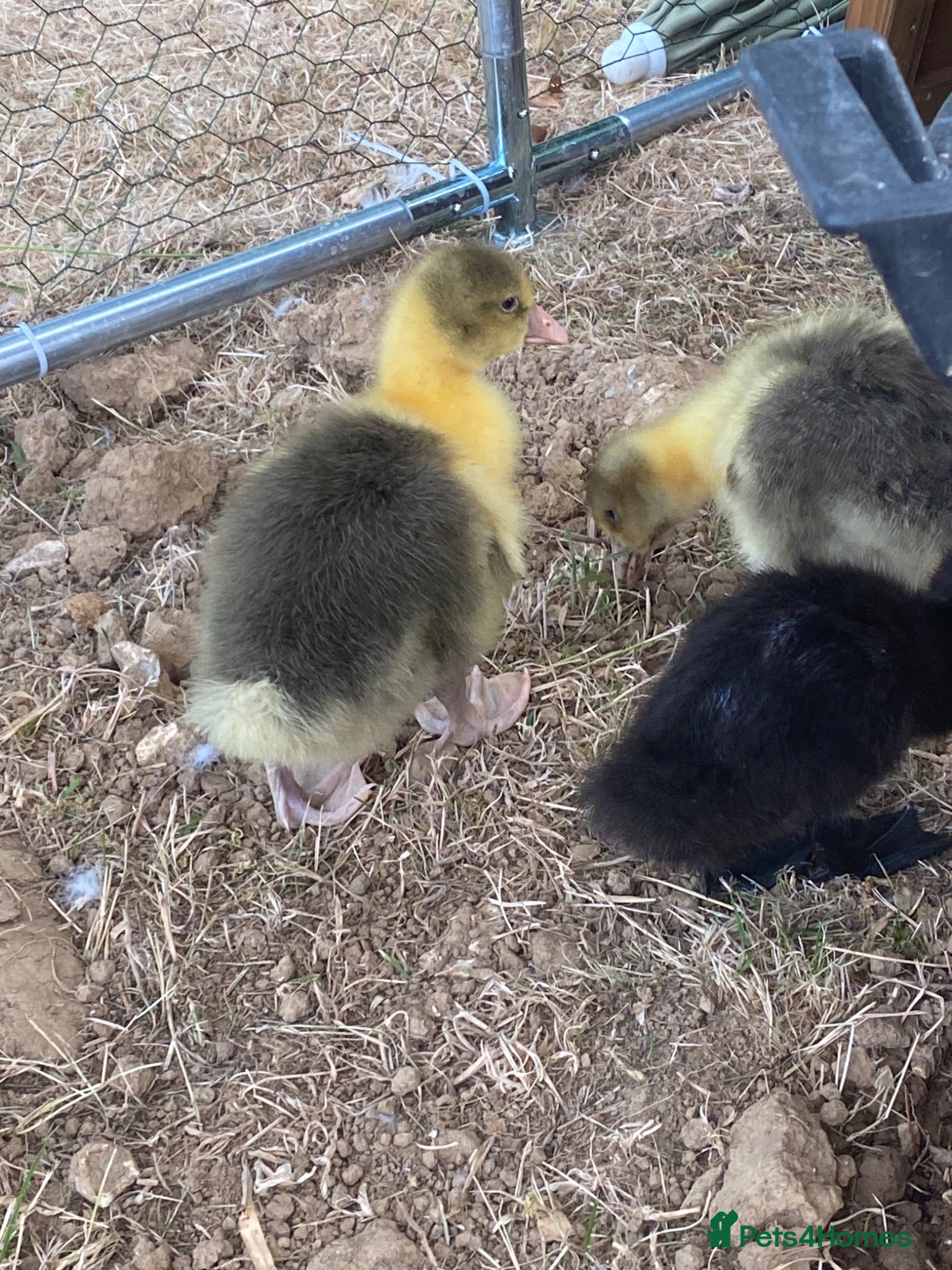 Geese poultry Pomeranian goslings  - Advert 1