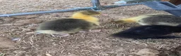 Geese poultry for sale: Pomeranian goslings  in High Wycombe - Advert 1