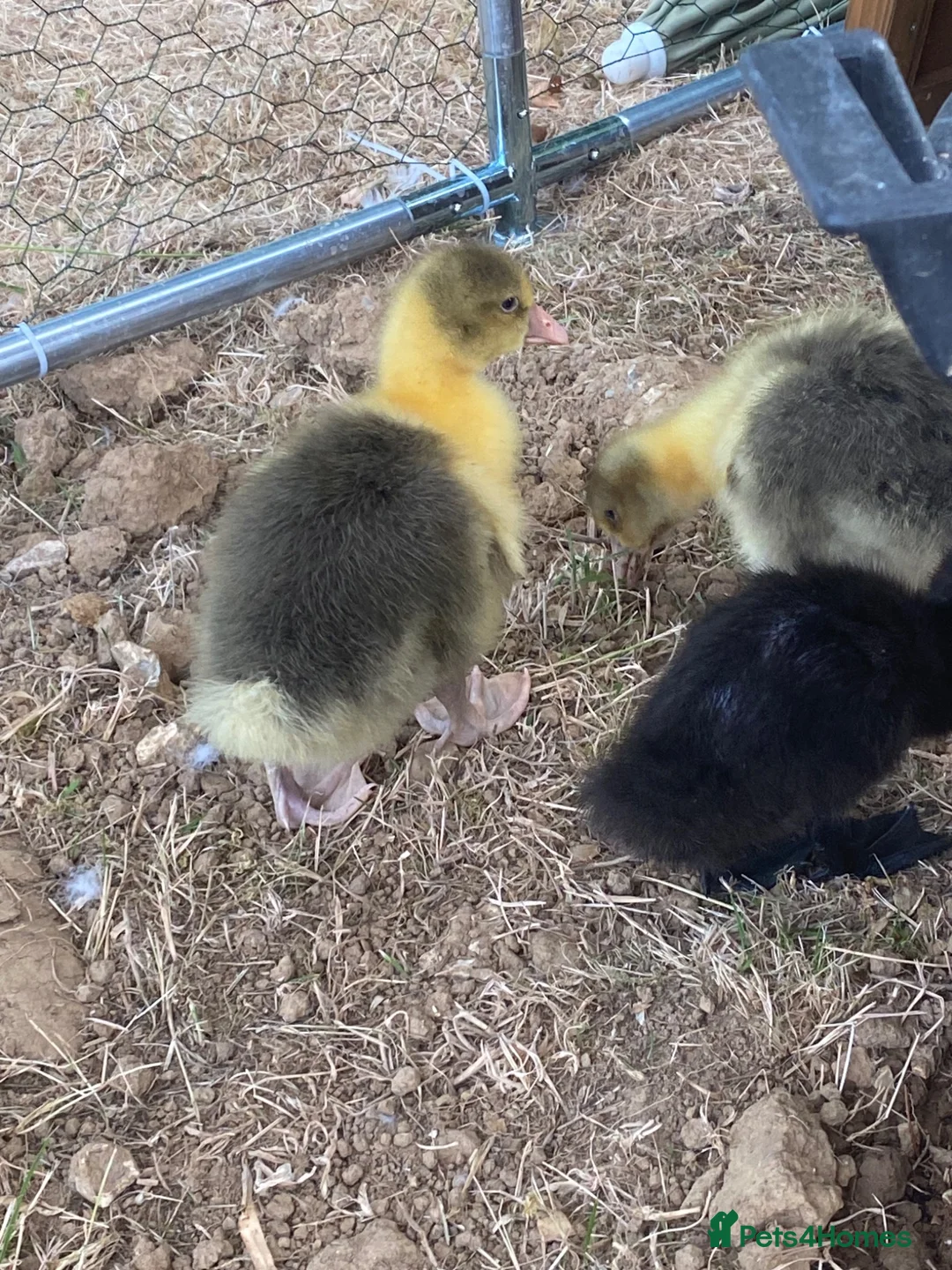 Geese poultry for sale: Pomeranian goslings  in High Wycombe - Advert 1