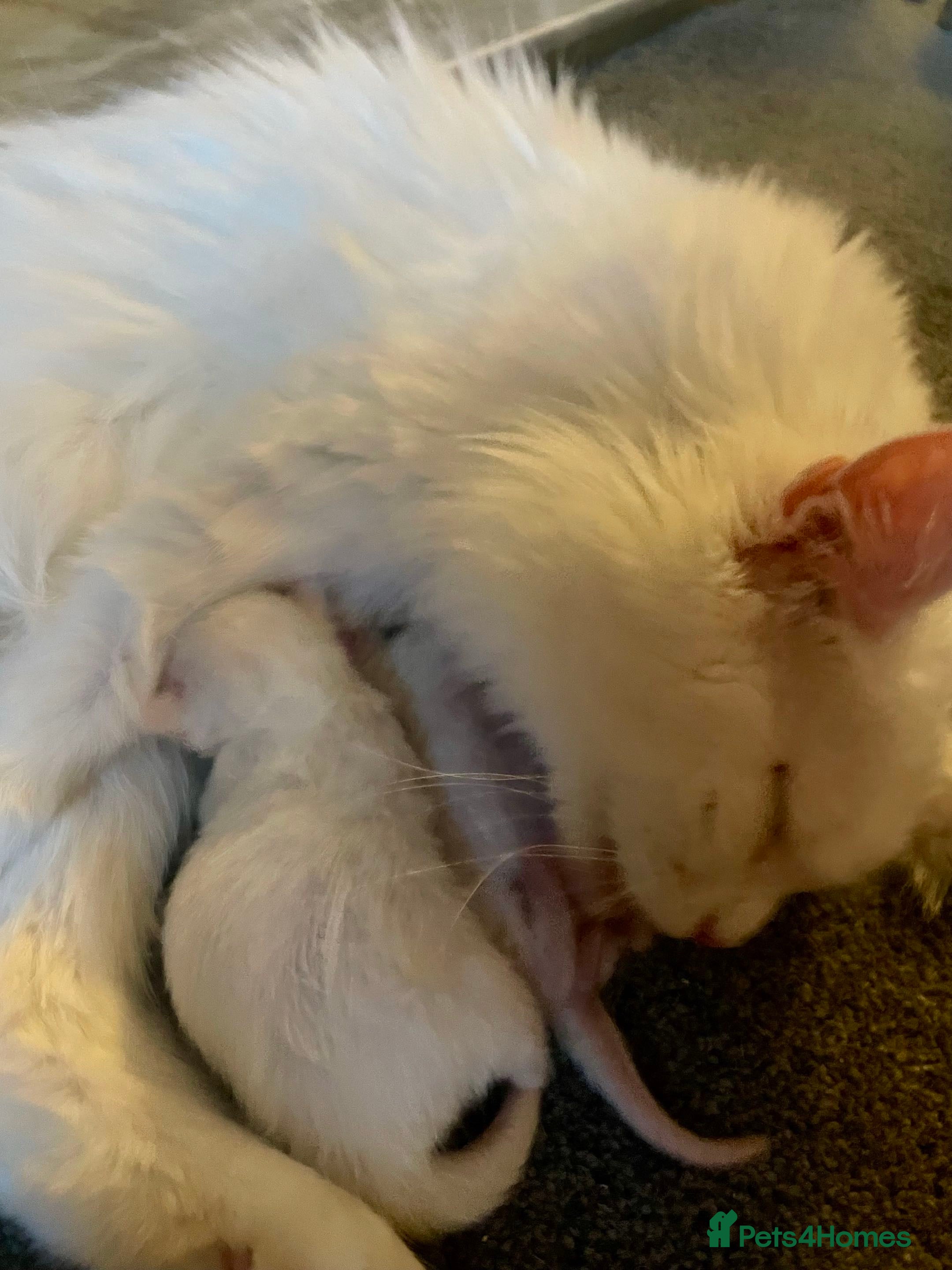 Maine Coon cats Purebred Maine Coons Looking For A Loving Home 😻 - Advert 2