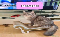 Mixed Breed cats for sale: Cute kittens for sale  - Image 5