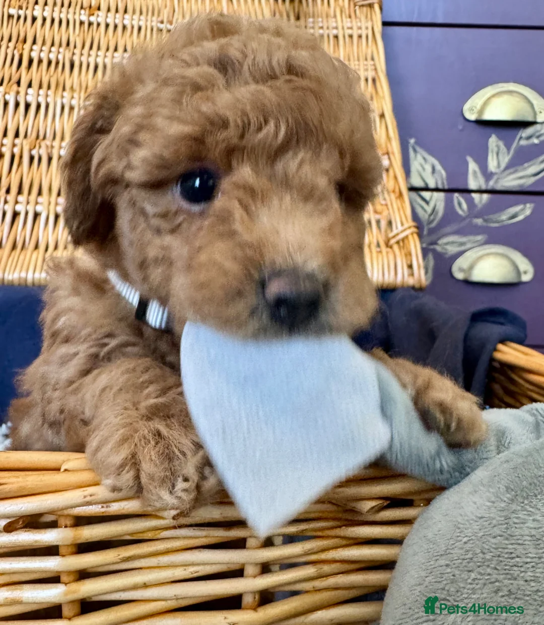 Miniature Poodle dogs for sale: Miniature Poodle puppies.  - Advert 1