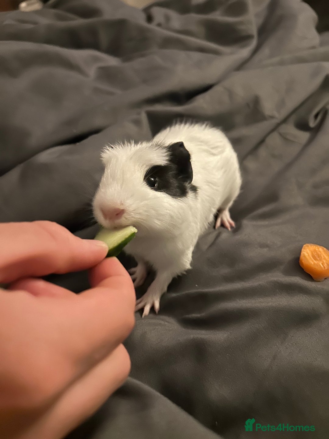 Guinea Pig rodents for sale: 2 guinea pigs  - Image 4