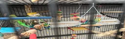 Budgerigars birds for sale: 4 budgies looking for their for ever home.  - Advert 4