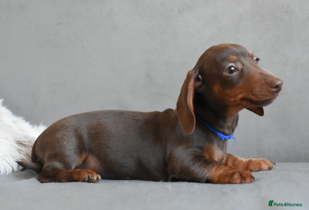Miniature Dachshund dogs for sale: Miniature Dachshund Boys **READY NOW** - Image 8