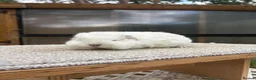 Guinea Pig rodents for sale: Swiss Guinea Pigs - Sows - Advert 9