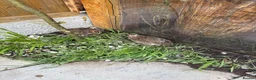 Softbills birds for sale: Quail  in Burton-on-Trent - Advert 2