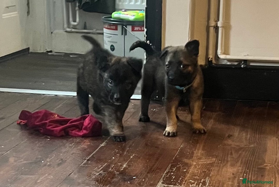 Mixed Breed dogs for sale: Belgium Shepherd mix breed - Advert 11