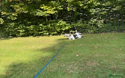 Shih Tzu dogs for sale: Teddy the shihtzu looking for good home  - Image 11