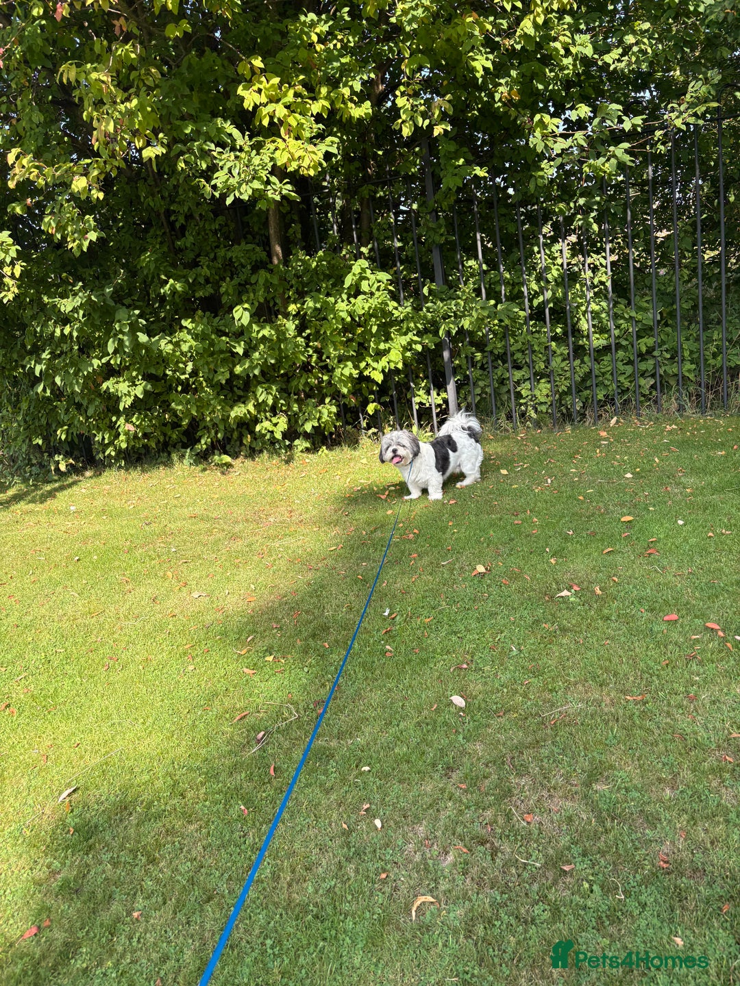 Shih Tzu dogs for sale: Teddy the shihtzu looking for good home  - Image 11