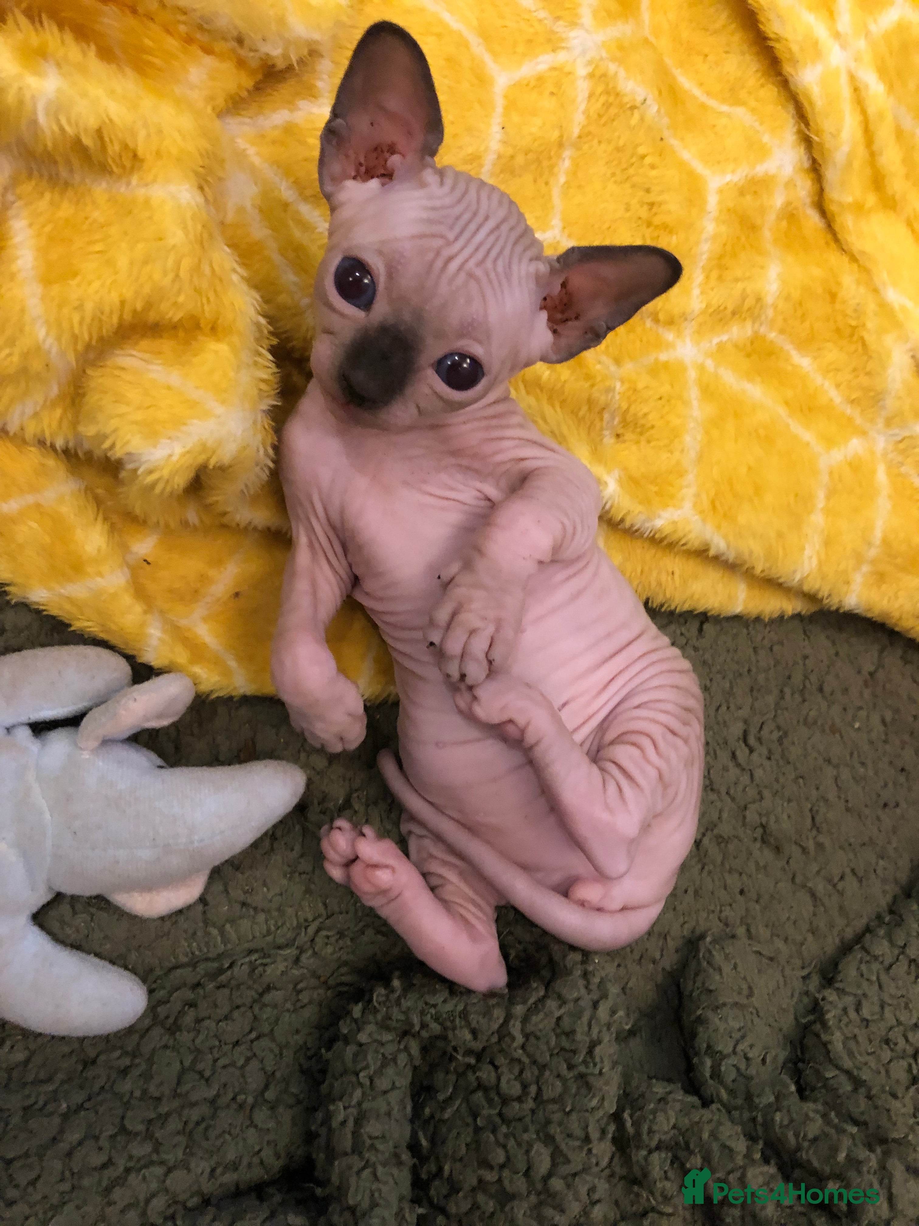 Sphynx cats Sphynx kittens - Advert 2