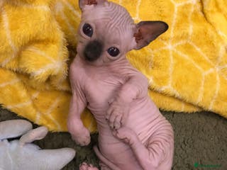 Sphynx cats Sphynx kittens - Advert 5