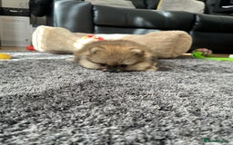 Pomeranian dogs for sale: Stunning 🧸 Teddy 🏆 Champion Line Boy - Image 6