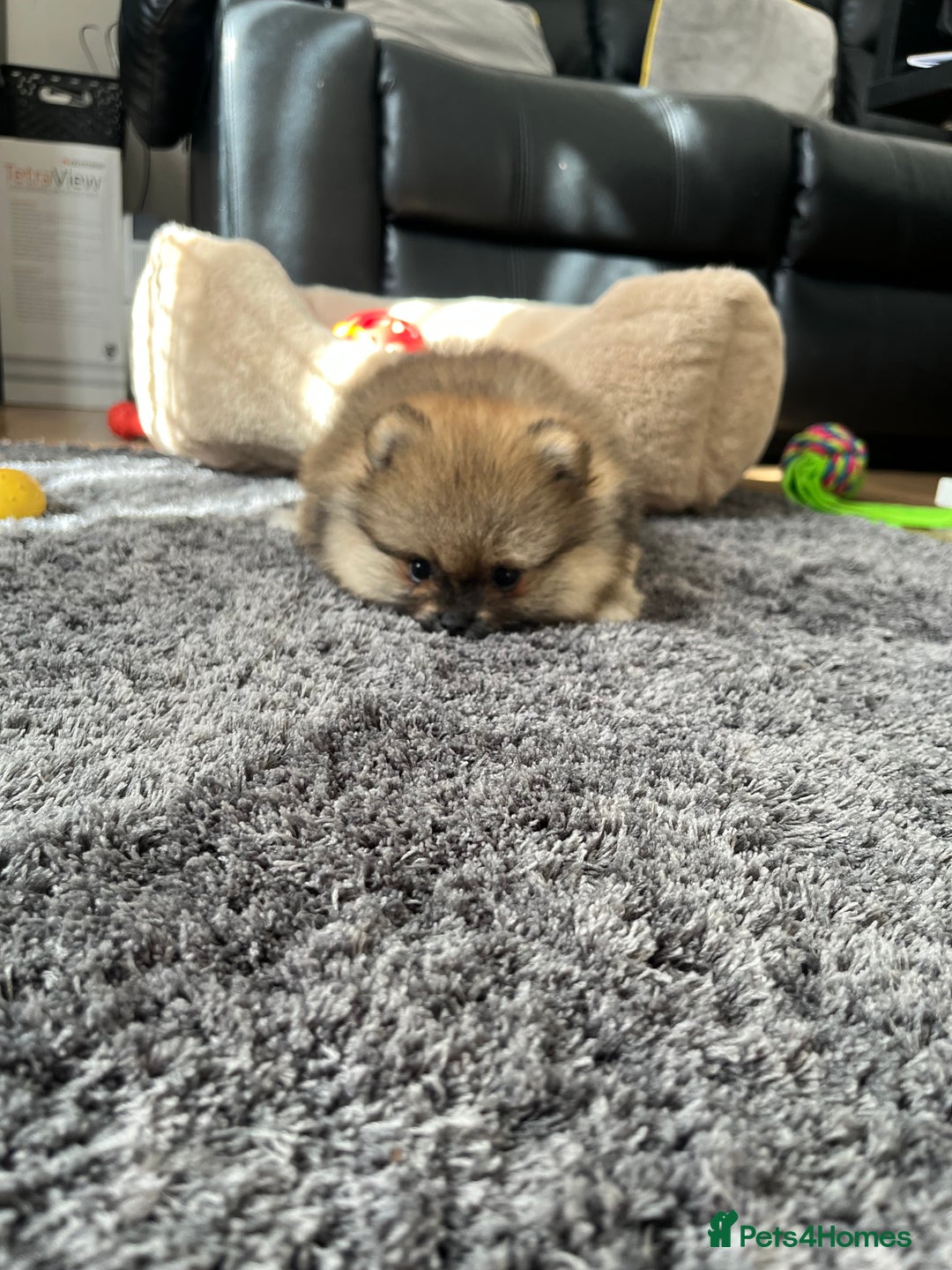 Pomeranian dogs for sale: Stunning 🧸 Teddy 🏆 Champion Line Boy - Image 6