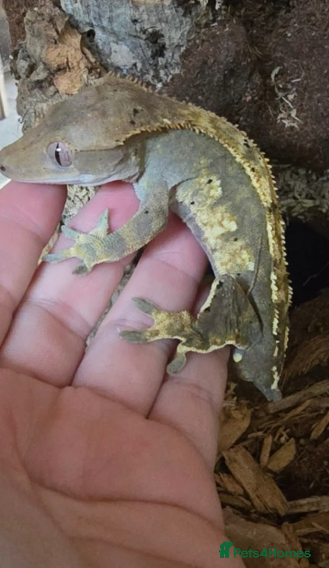 Gecko reptiles for sale: Crested gecko (ENCLOSURE AND EVERYTHING INCLUDED) in Leicester - Advert 2