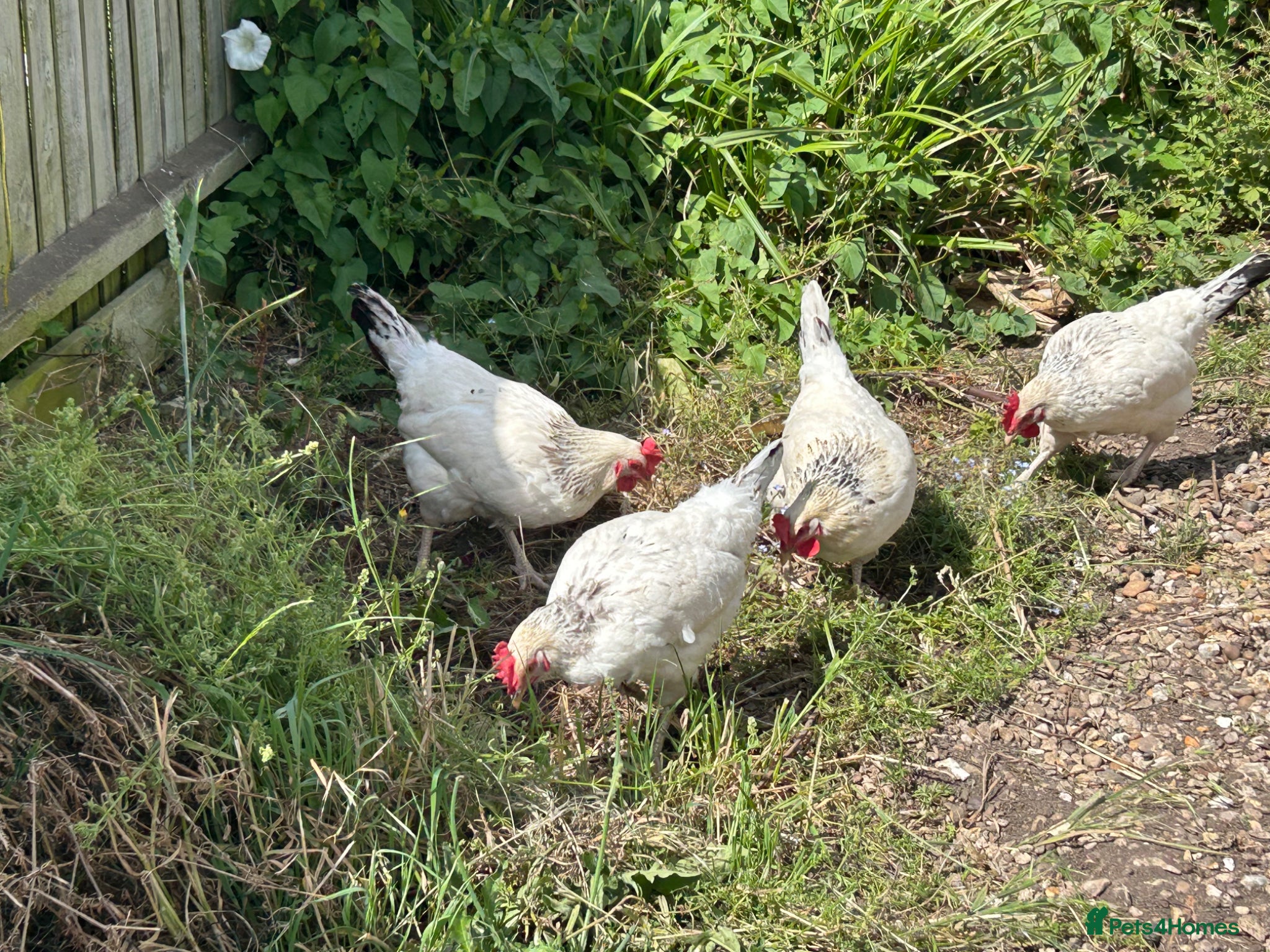 Chickens poultry Light Sussex Hybrid x4 - Advert 1