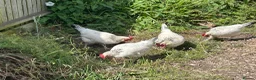 Chickens poultry for sale: Light Sussex Hybrid x4 in Spalding - Advert 1