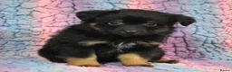 Miniature American Shepherd dogs for sale: Top Quality, RKC Reg, Health Tested Puppies - Advert 3