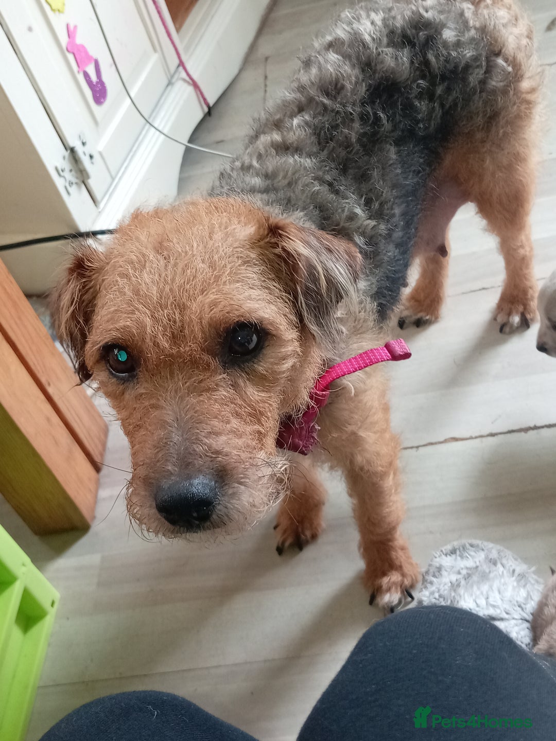 Mixed Breed dogs for sale: Patterdale mix - Image 19