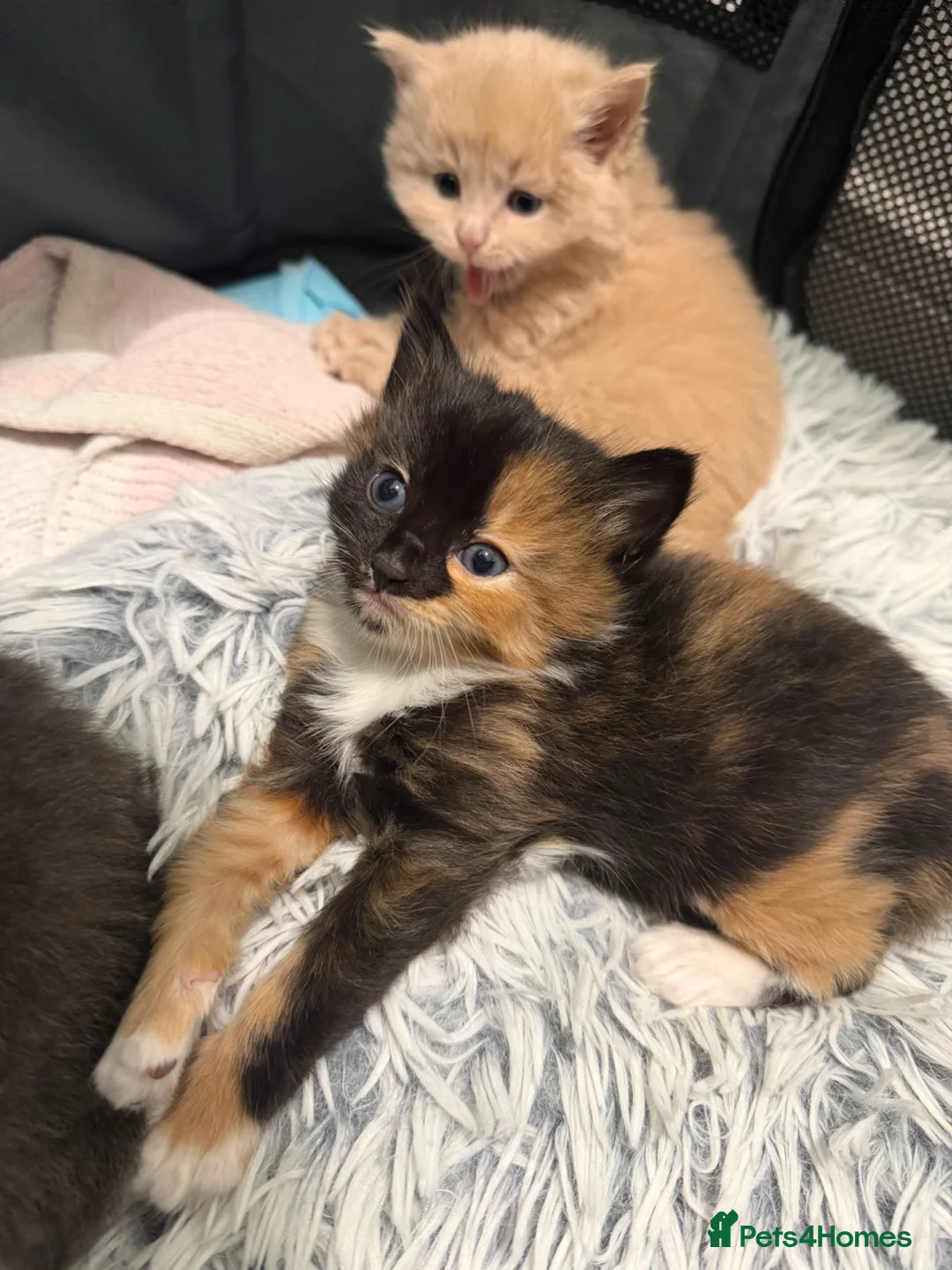 Mixed Breed cats for sale: Last girl available  - Advert 4