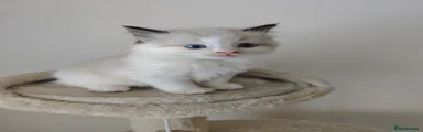 Ragdoll 3 bicolour