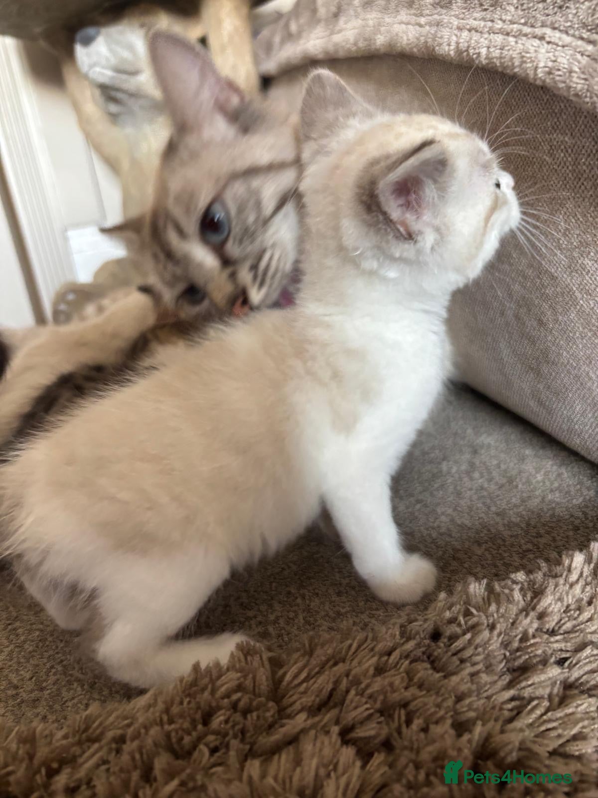 Mixed Breed cats Beautiful ragdoll cross kittens - Advert 2