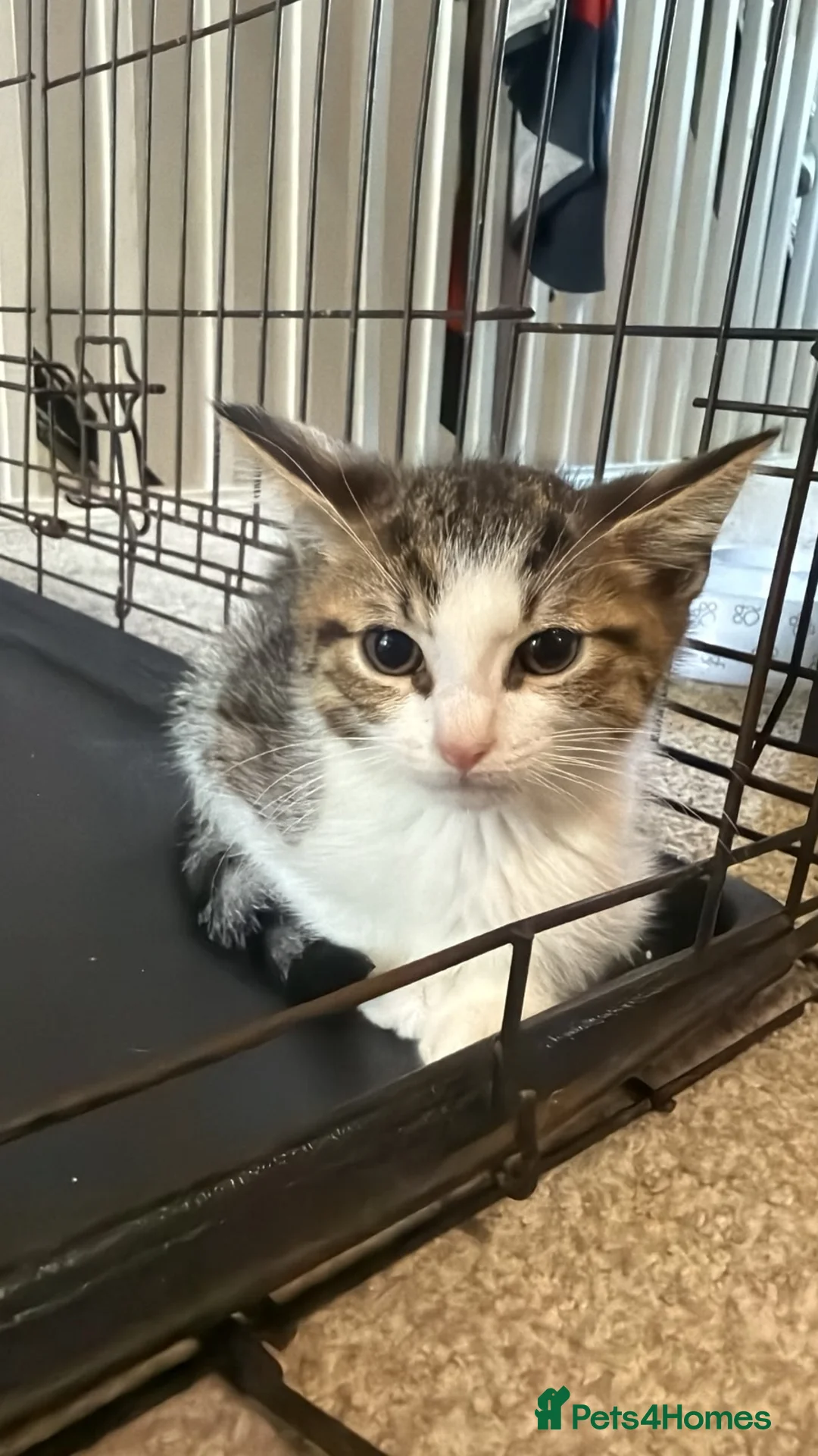 British Shorthair cats for sale: Beautiful mixed British short hair kittens  in Wellingborough - Advert 2