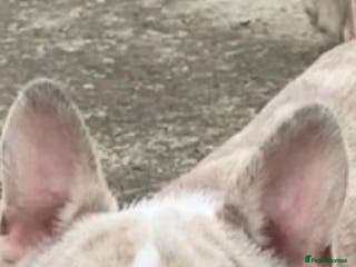 French Bulldog dogs 💎 Simba – Merle French Bulldog Stud 🐾 - Advert 19